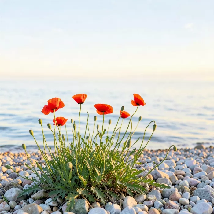 Poppy Shore