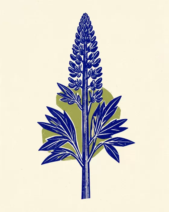 Indigo Lupine