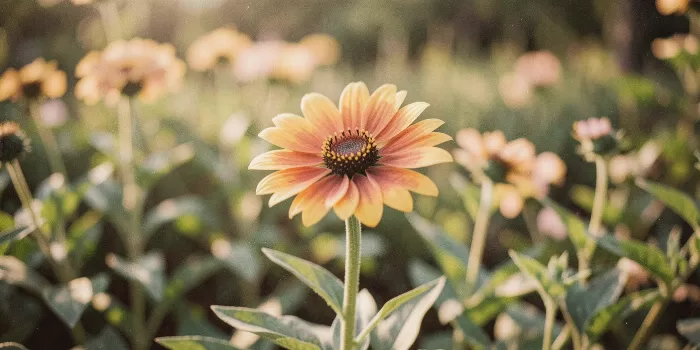 Garden Solitaire