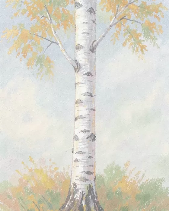 Pale Birch