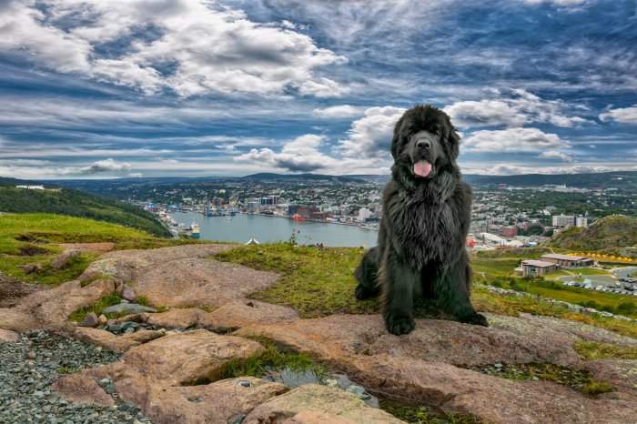Allan Doyle Signal Hill - Newfoundland art print