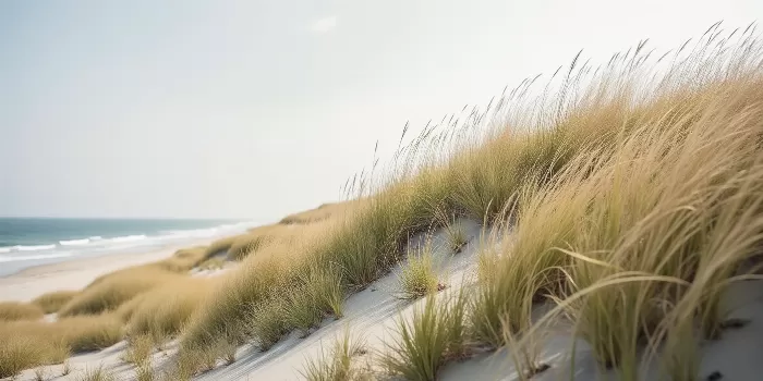 Ocean Edge