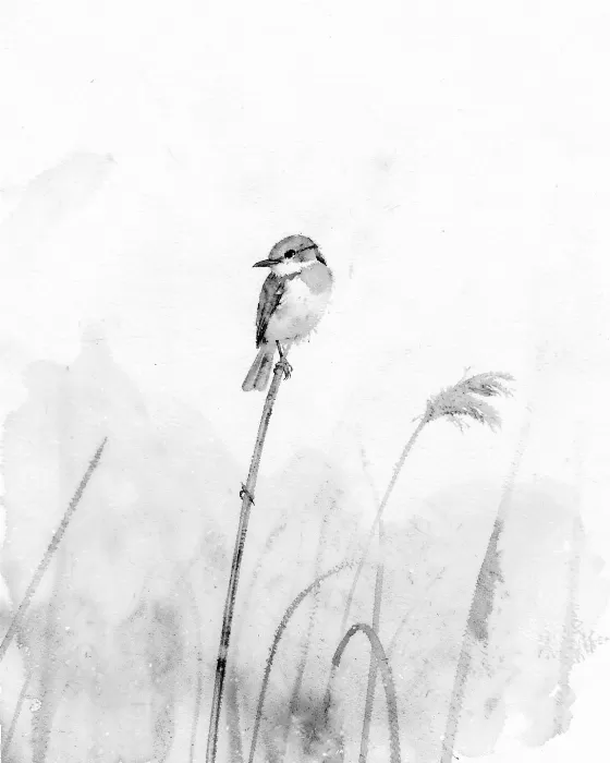 Reed Song