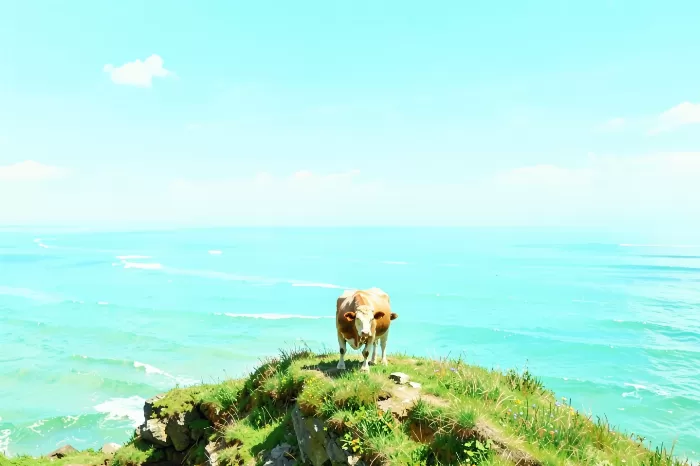 Clifftop Cow