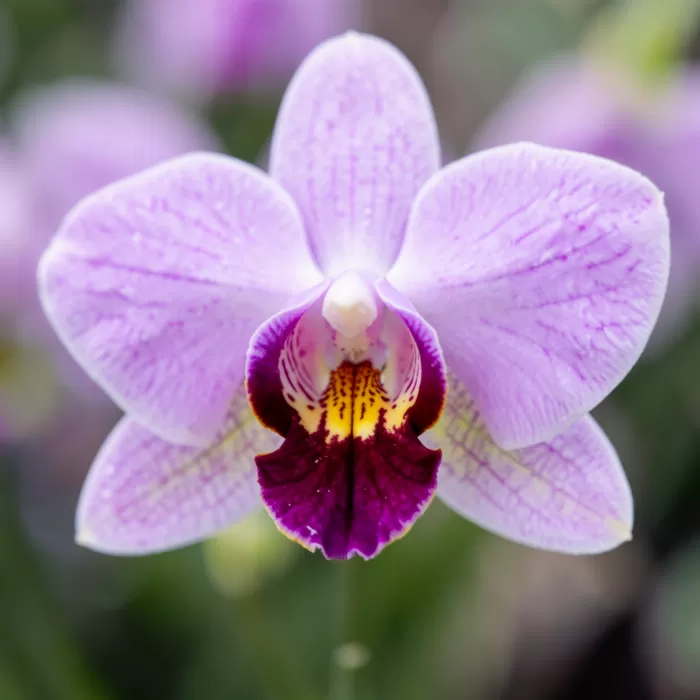 Bloom Macro