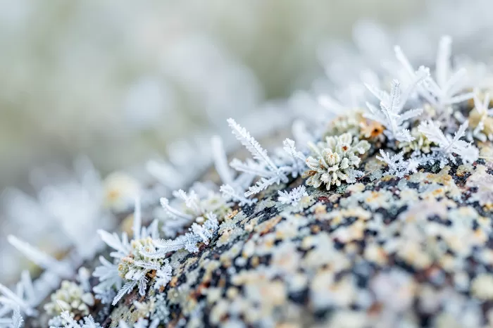 Frost Rosettes