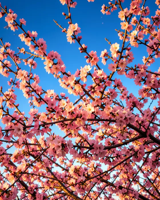Golden Blossom