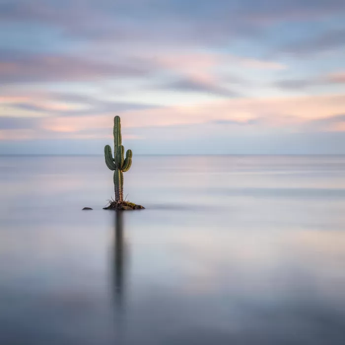 Still Cactus