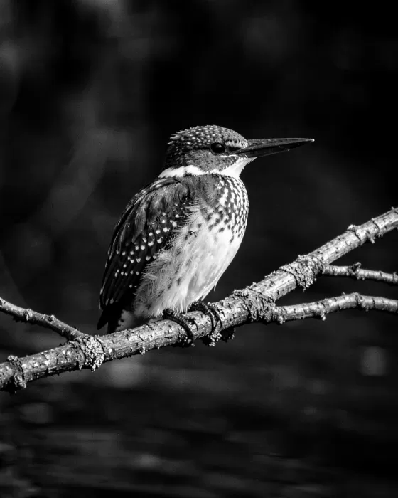 Riverside Perch