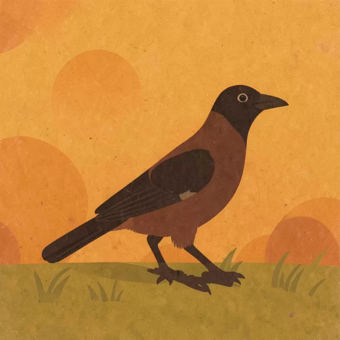 Retro Magpie