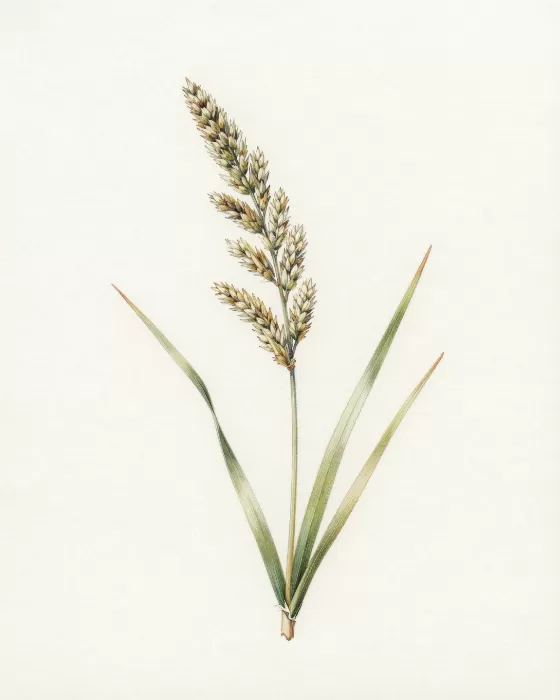 Marsh Sprig