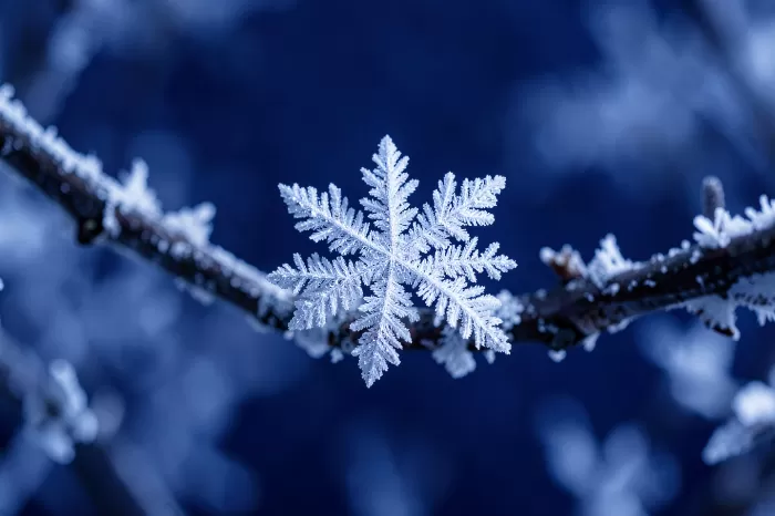 Frost Lace