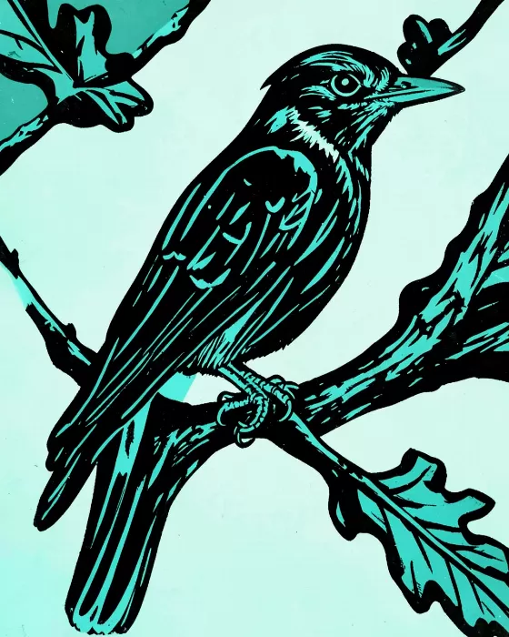 Oak Jay