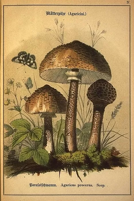 Mushroom