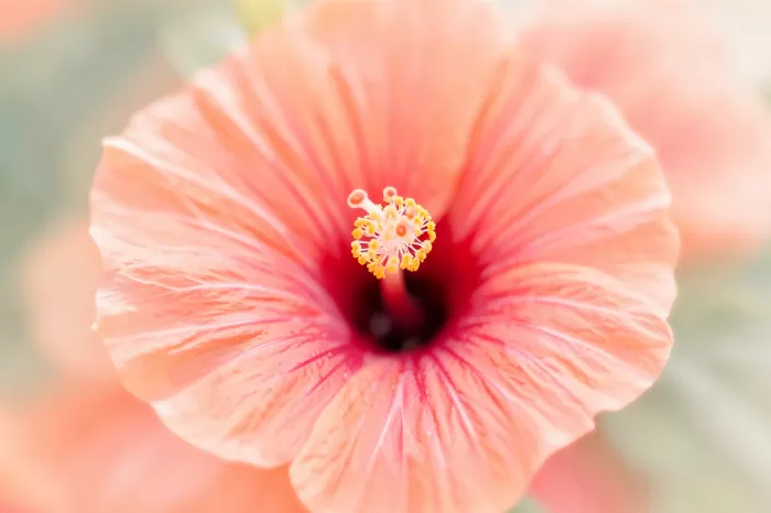 Pollen Light
