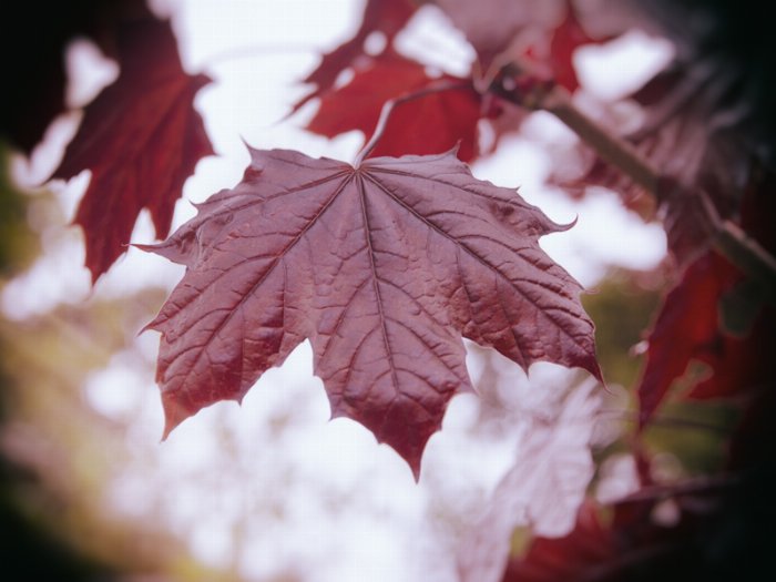 Leaf Love - Newfoundland art print