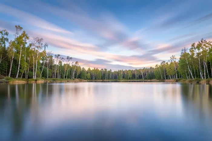 Birch Reflections
