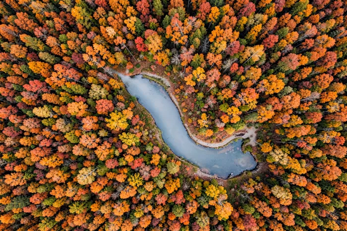 Autumn Braid II