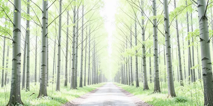 Spring Beech