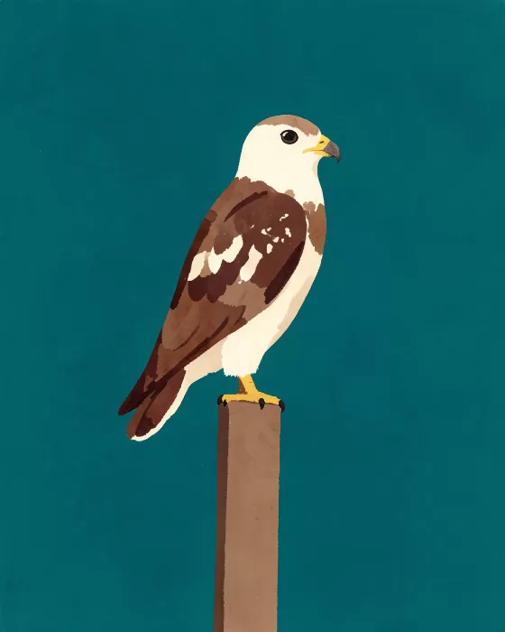 Teal Hawk