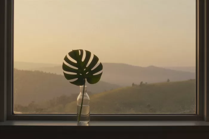 Monstera Window