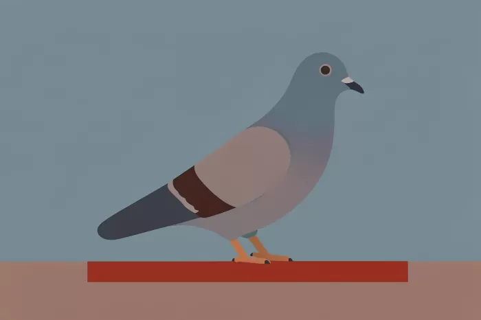 Slate Pigeon