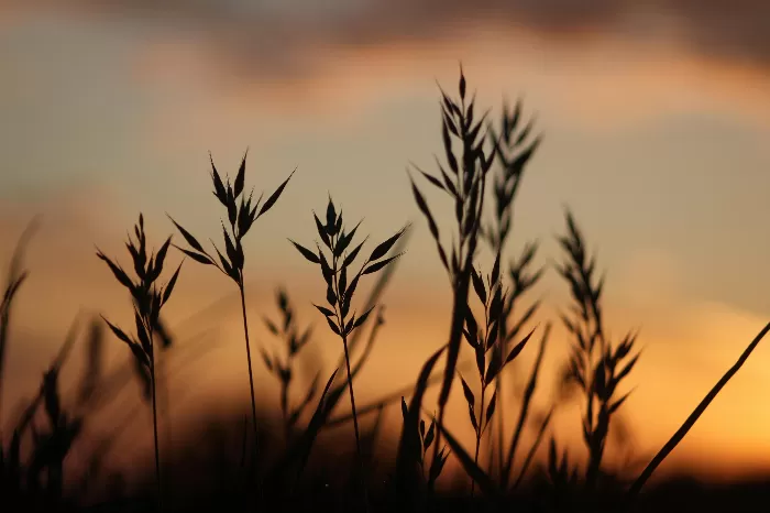 Nature's Delight
