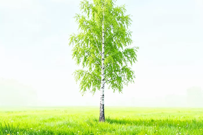 Spring Birch