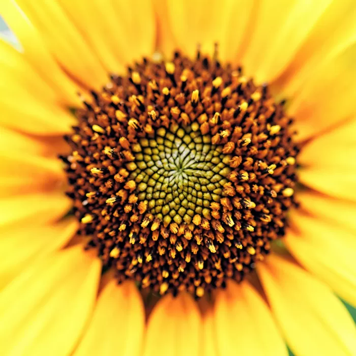 Sunflower Core