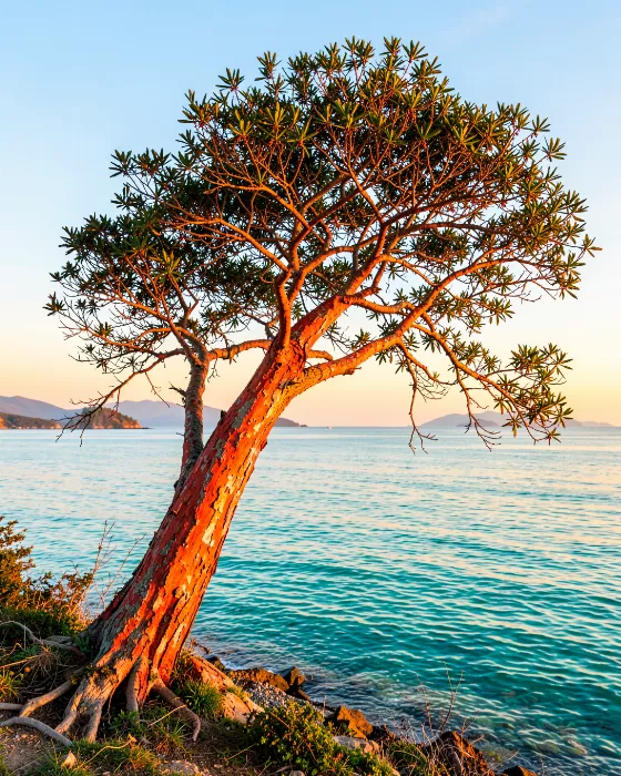 Shoreline Lean
