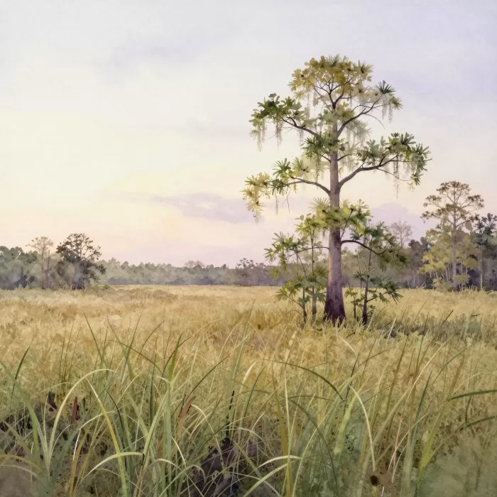 Everglades Dawn
