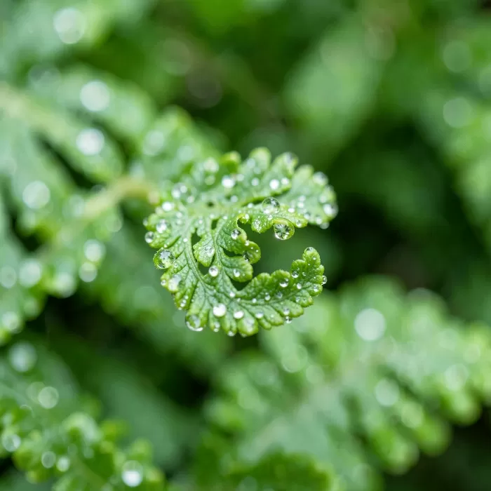 Dew Curl