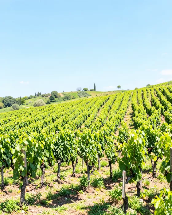 Tuscan Spring