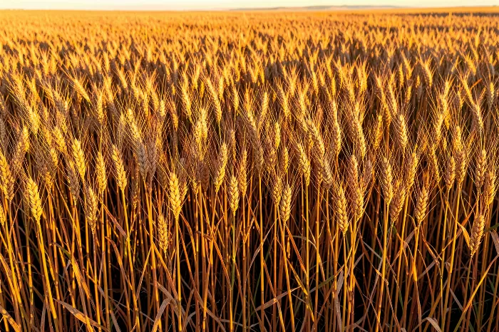 Golden Wheat