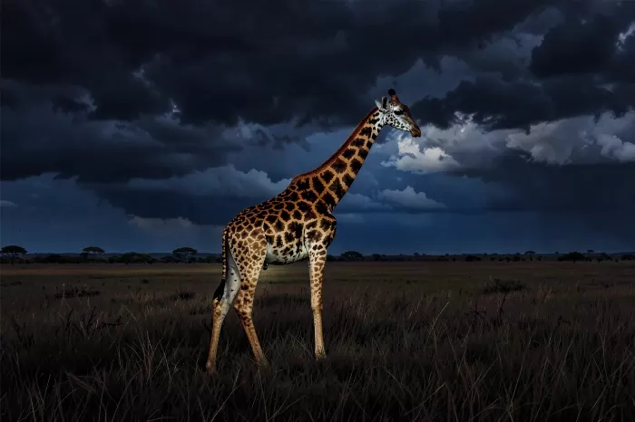 Storm Walker