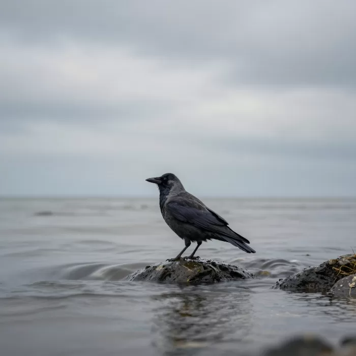 Crow Stone
