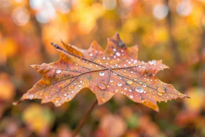 Autumn Dew