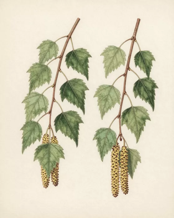 Birch Branches