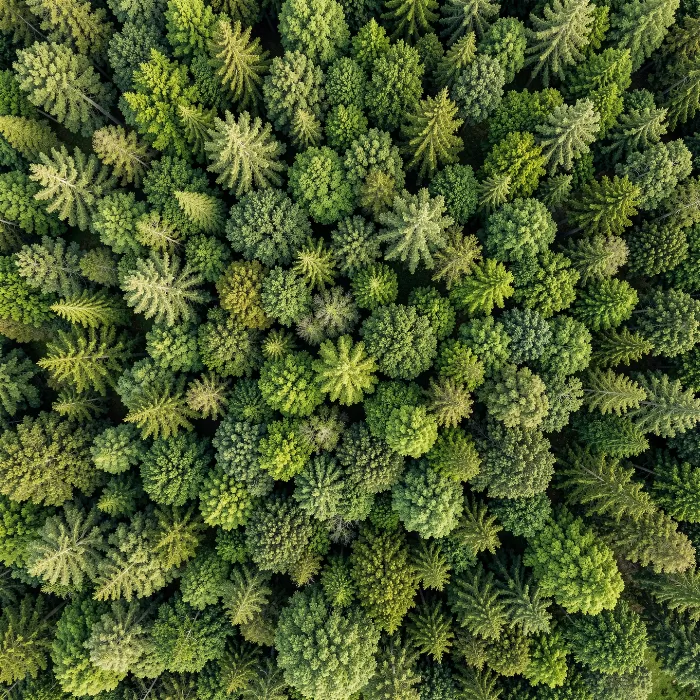 Canopy Mosaic