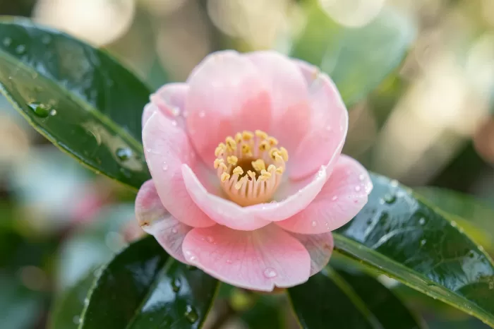 Dewed Petals