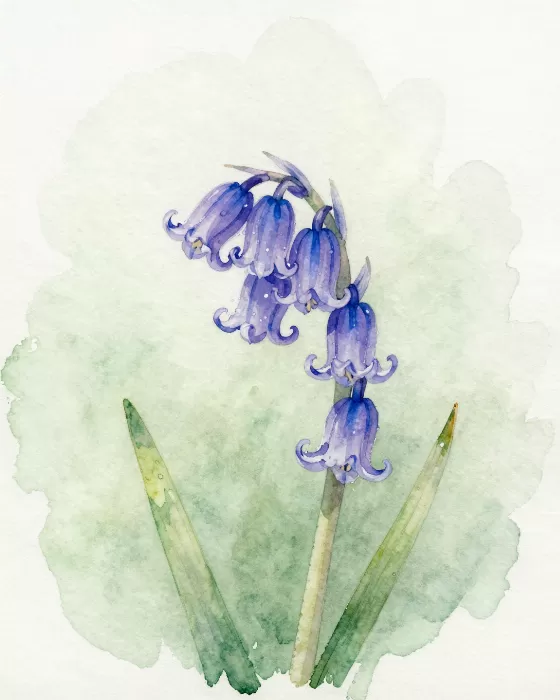 Violet Nod