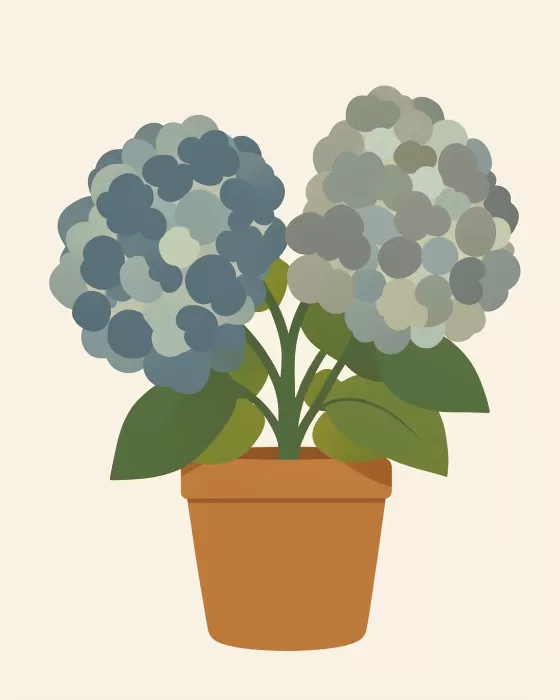 Graphic Hydrangeas