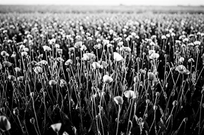 Field Poppies