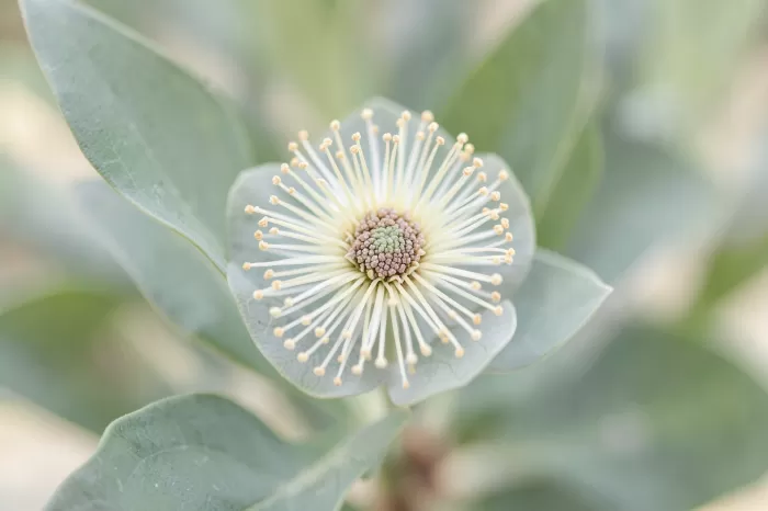 Eucalyptus Core