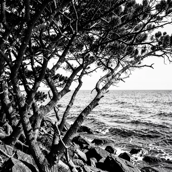 Rocky Arbutus