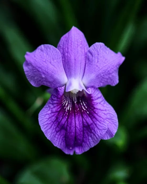 Orchid Throat