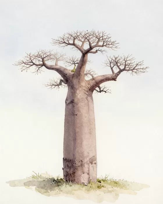 Baobab Solitude