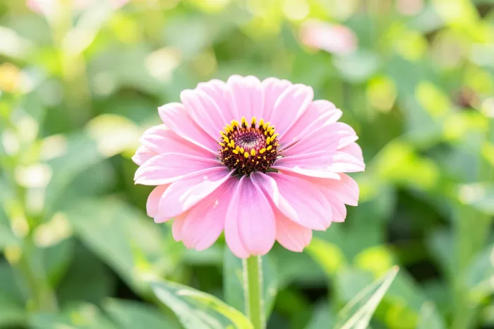 Pink Zinnia