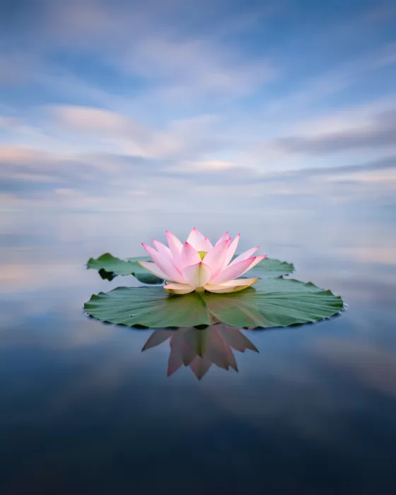 Glass Bloom