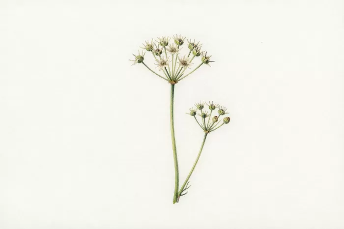 Seedheads
